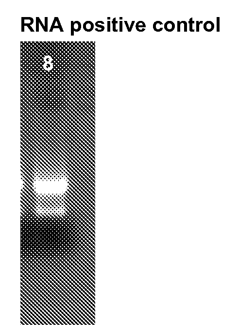 Permanent inactivation of nucleases