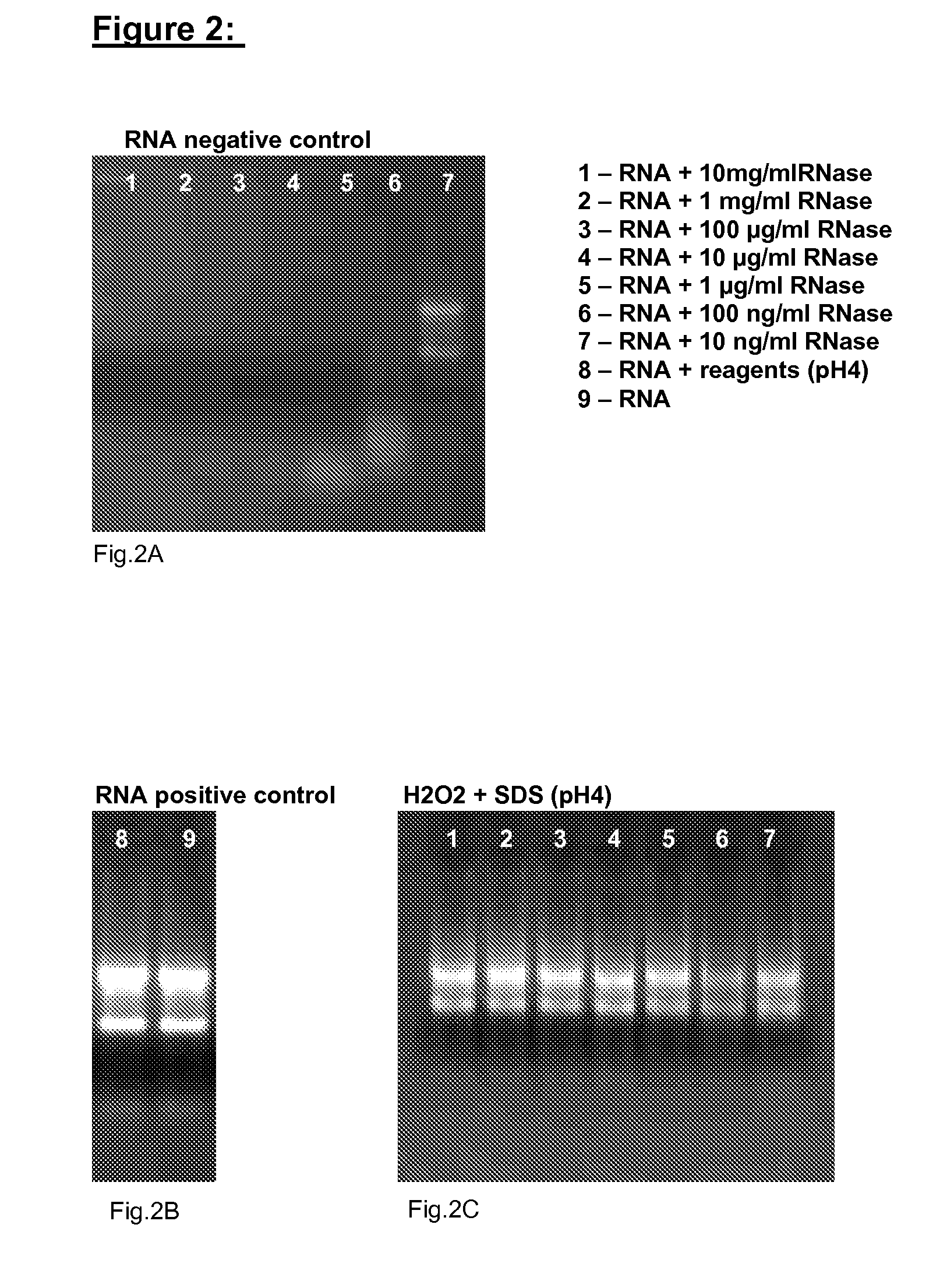 Permanent inactivation of nucleases