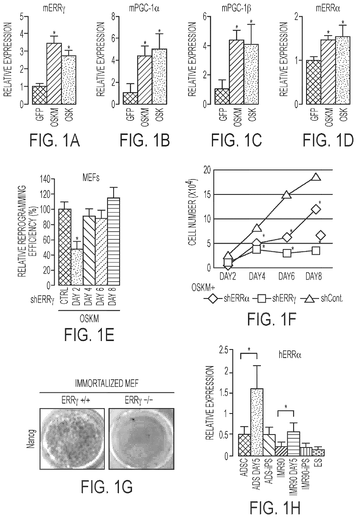 Reprogramming progenitor compositions and methods of use therefore