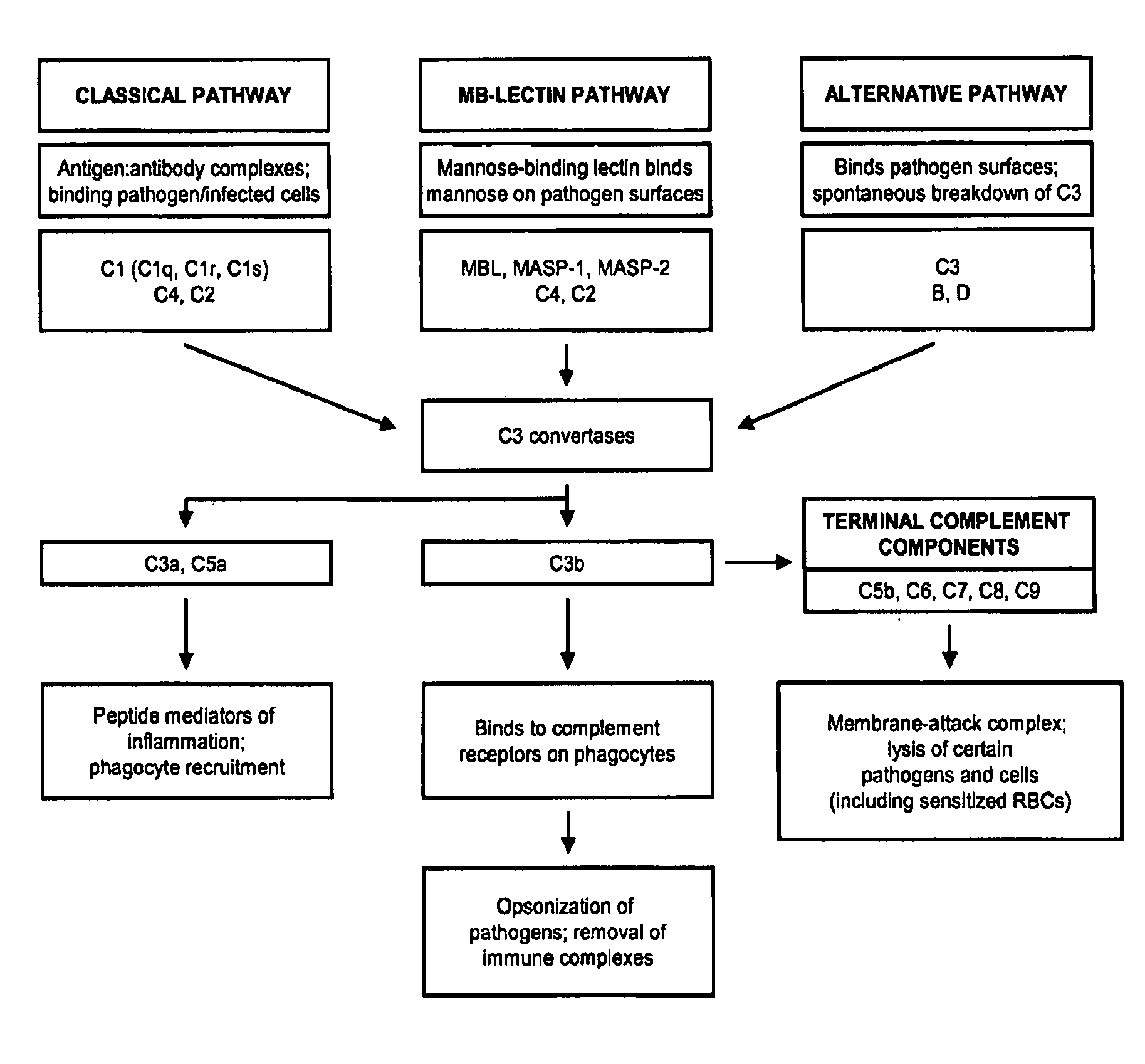 Methods for regulating complement cascade proteins using astrovirus coat protein and derivatives thereof