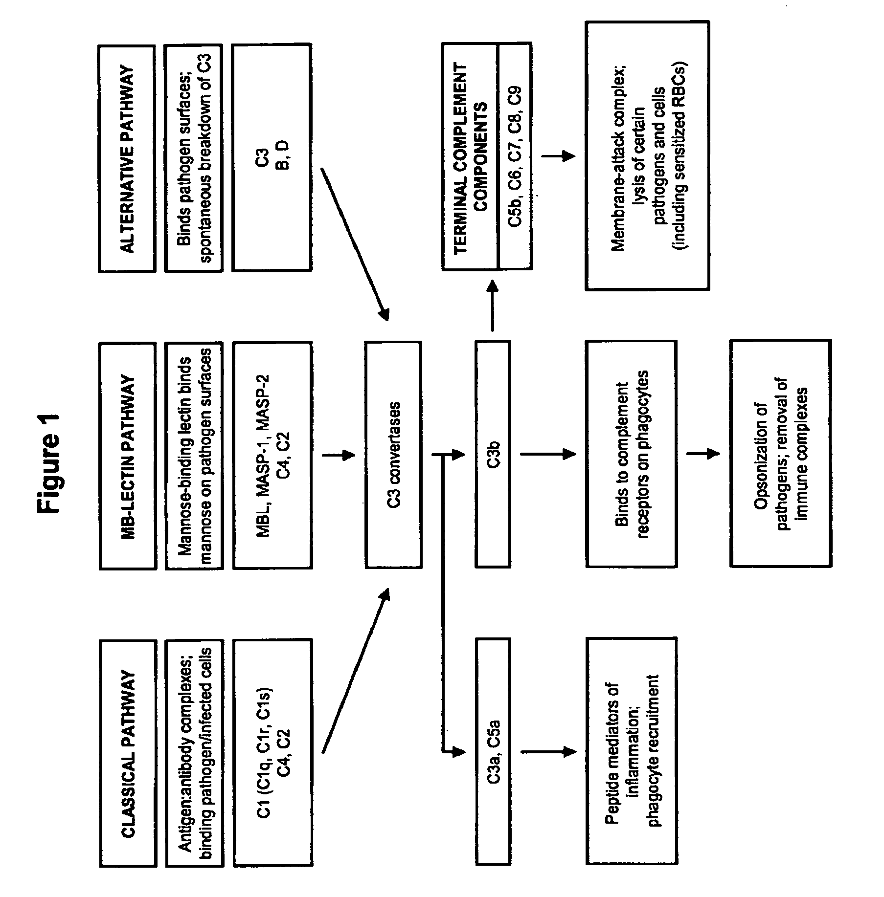 Methods for regulating complement cascade proteins using astrovirus coat protein and derivatives thereof