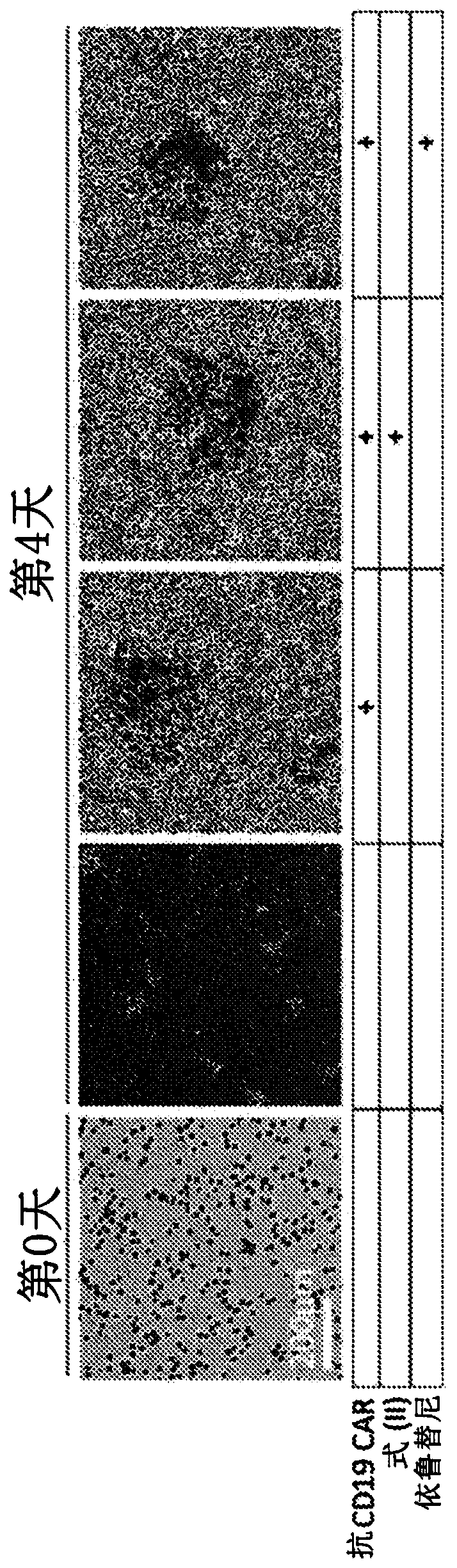 Methods and compositions for use of therapeutic t cells in combination with kinase inhibitors