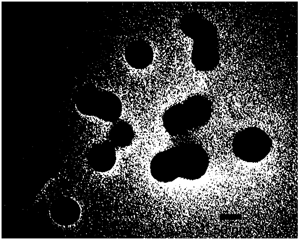 Preparation method of signal amplifying type quantum dot immune fluorescent probe and application of signal amplifying quantum dot immune fluorescent probe