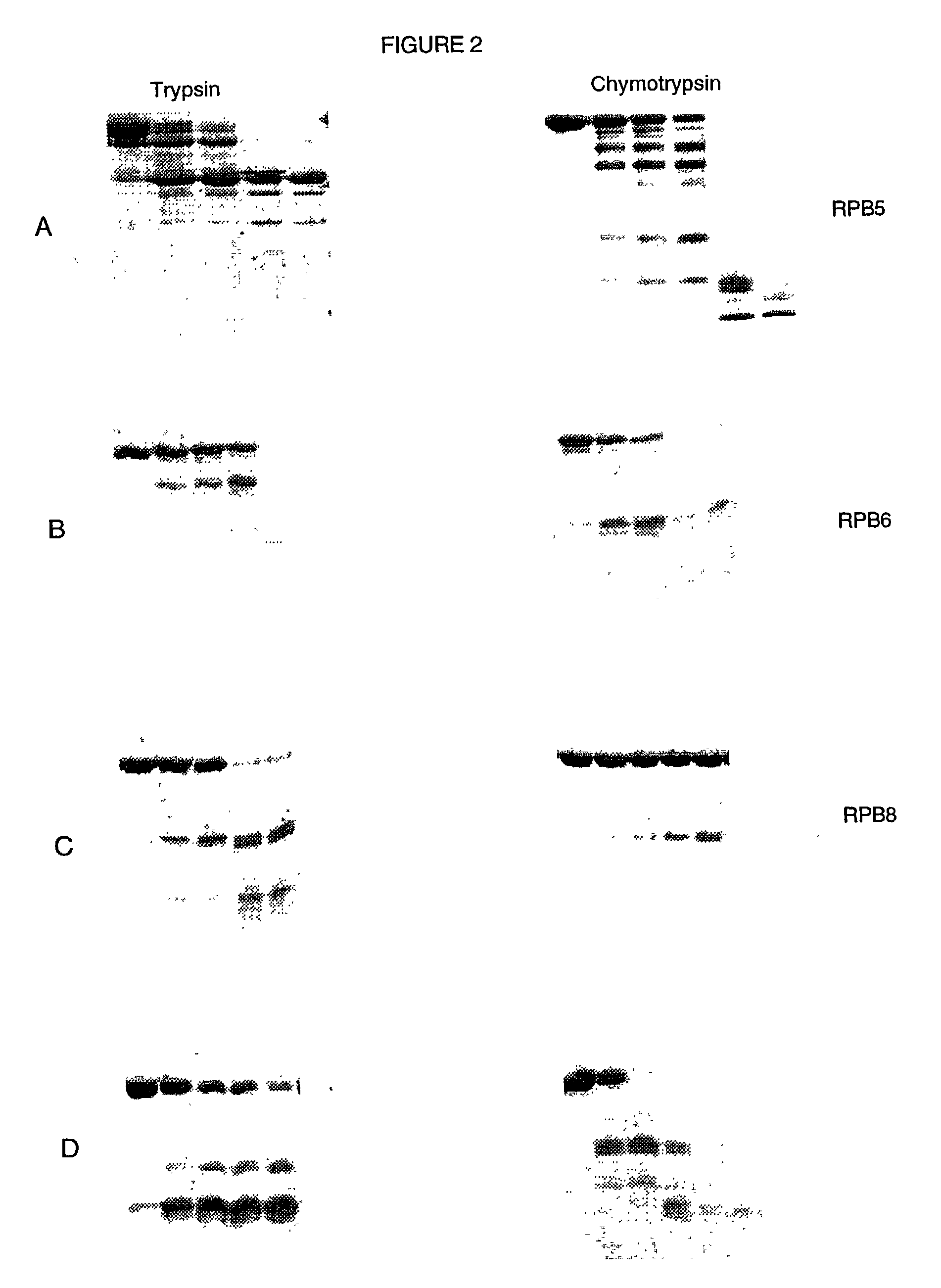 Device and method for the determination of protein domain boundaries