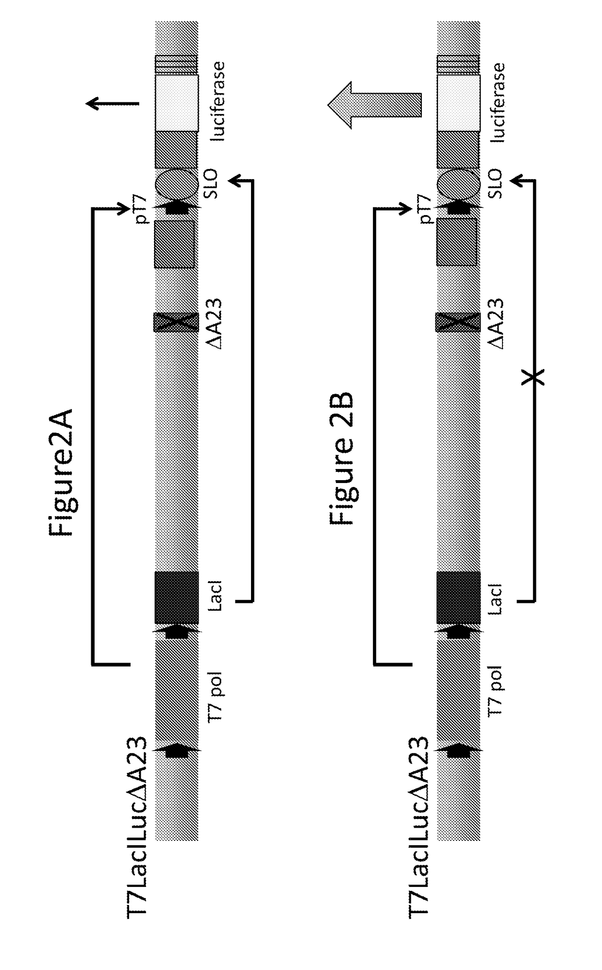 Virus-based expression vectors and uses thereof