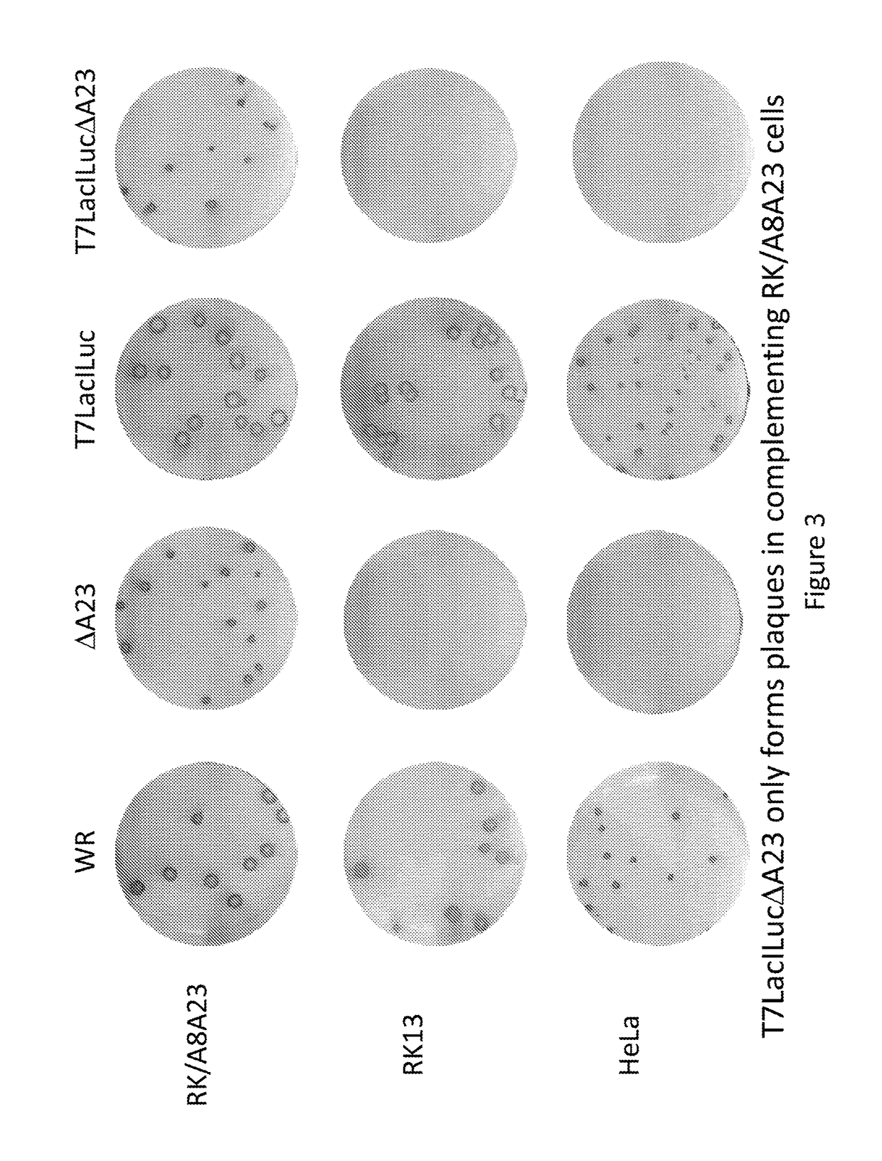 Virus-based expression vectors and uses thereof