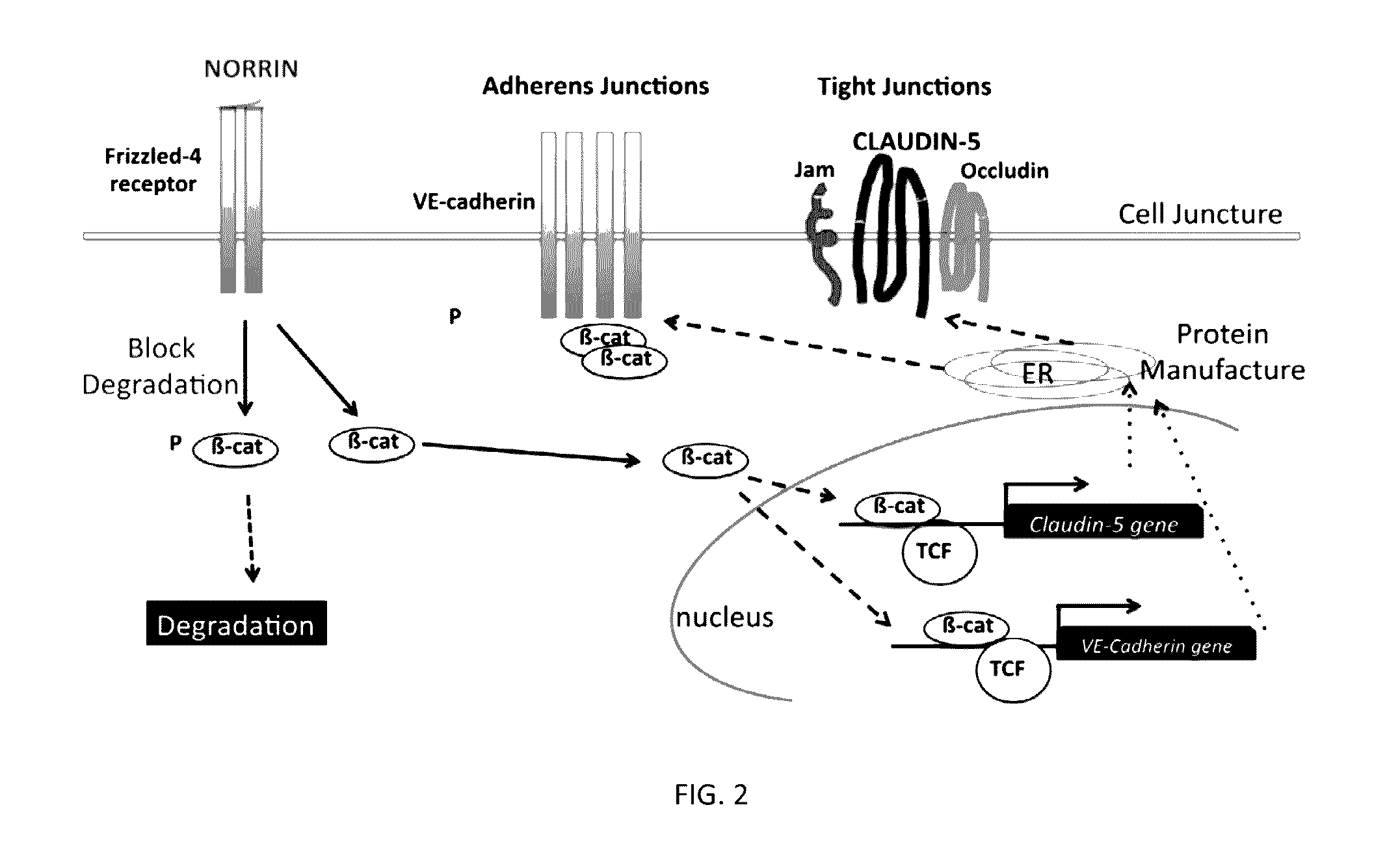 Norrin regulation of cellular production of junction proteins and use to treat retinal vasculature edema