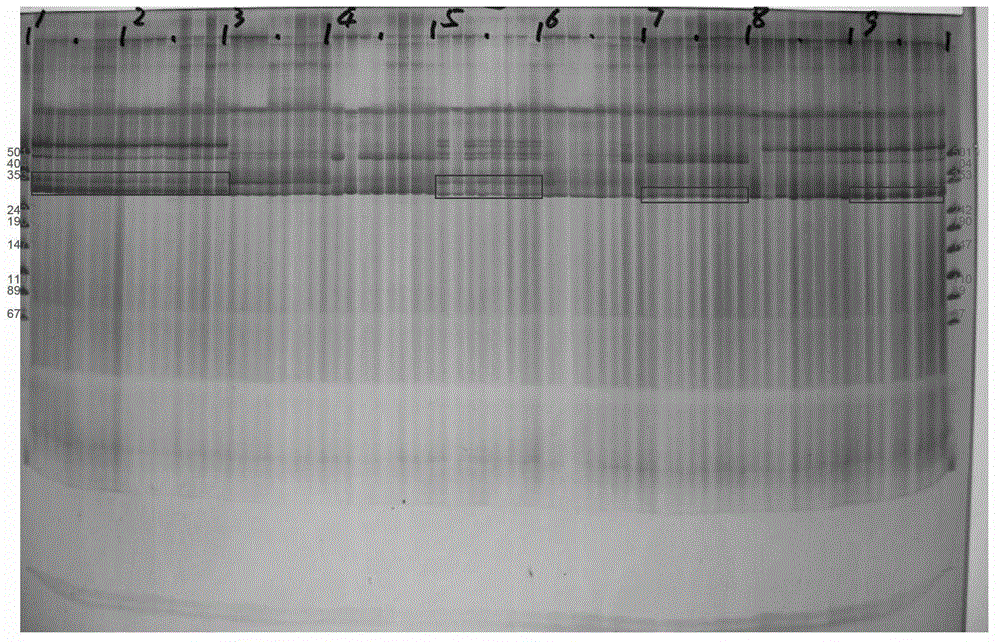 Method for detecting or performing aided detection on sorghum sudanense nationally checked variety