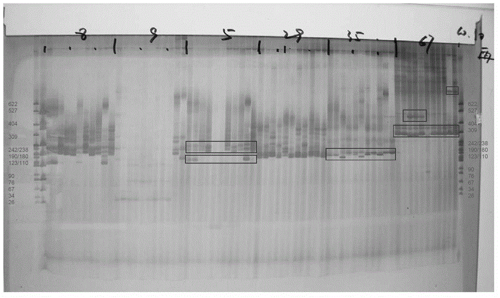 Method for detecting or performing aided detection on sorghum sudanense nationally checked variety