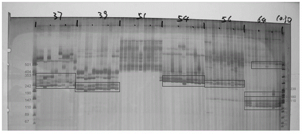 Method for detecting or performing aided detection on sorghum sudanense nationally checked variety