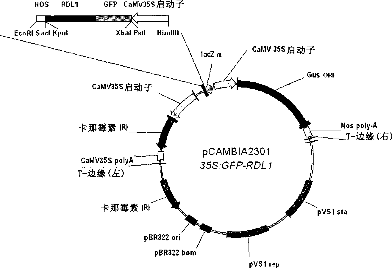 Method for promoting plant seed augmentation and cotton fibre growth by using RDL1 gene