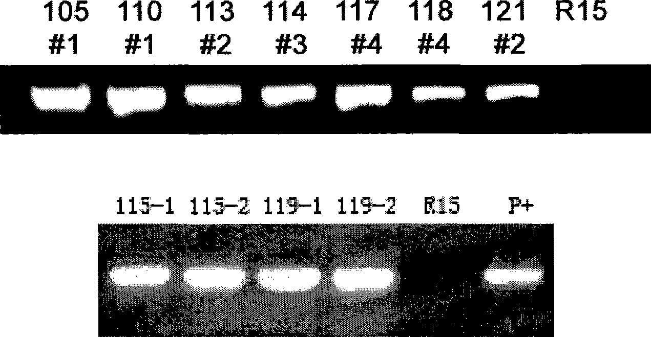 Method for promoting plant seed augmentation and cotton fibre growth by using RDL1 gene