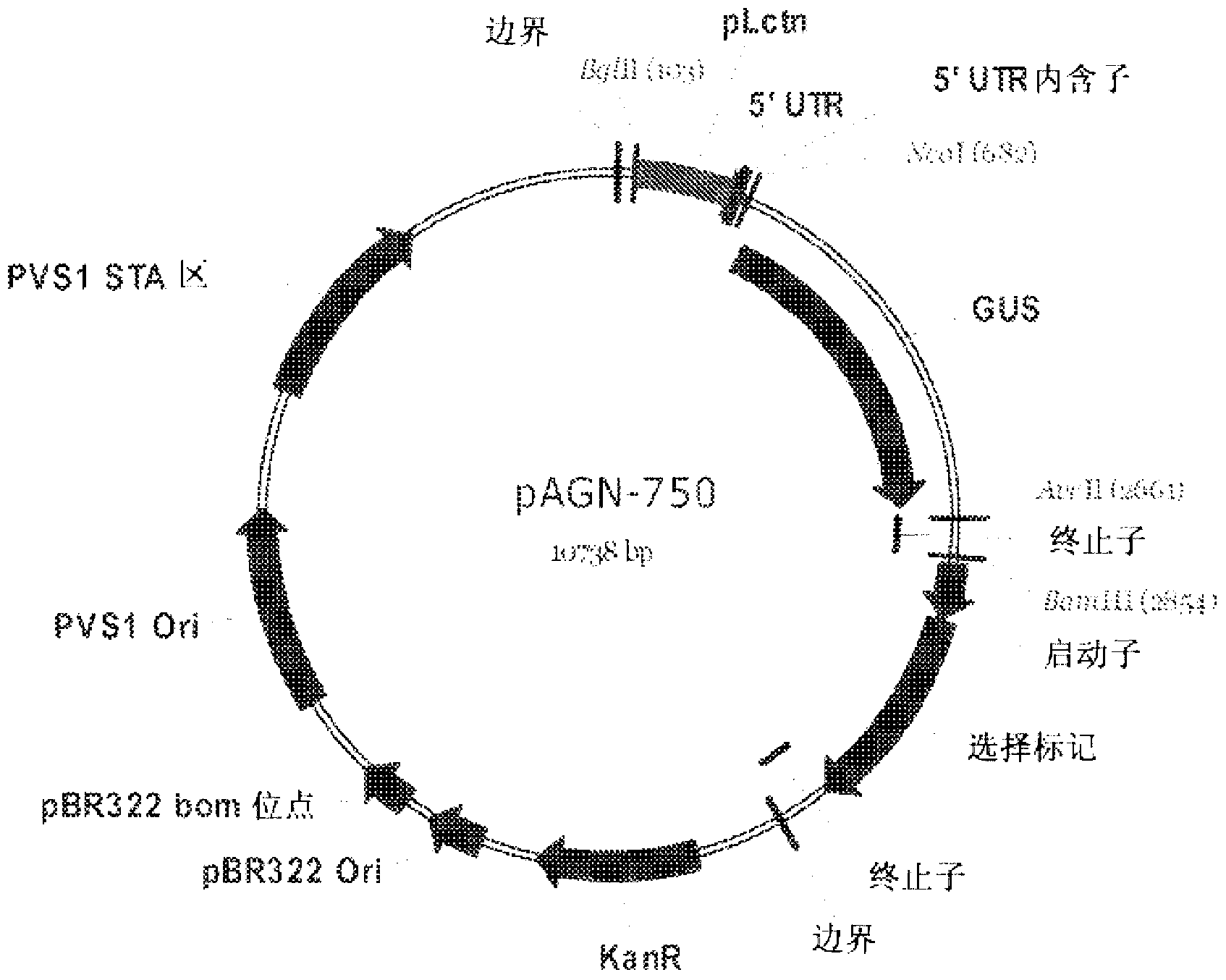 Regulatory element for heterologous protein production in the fruiting body of filamentous fungi