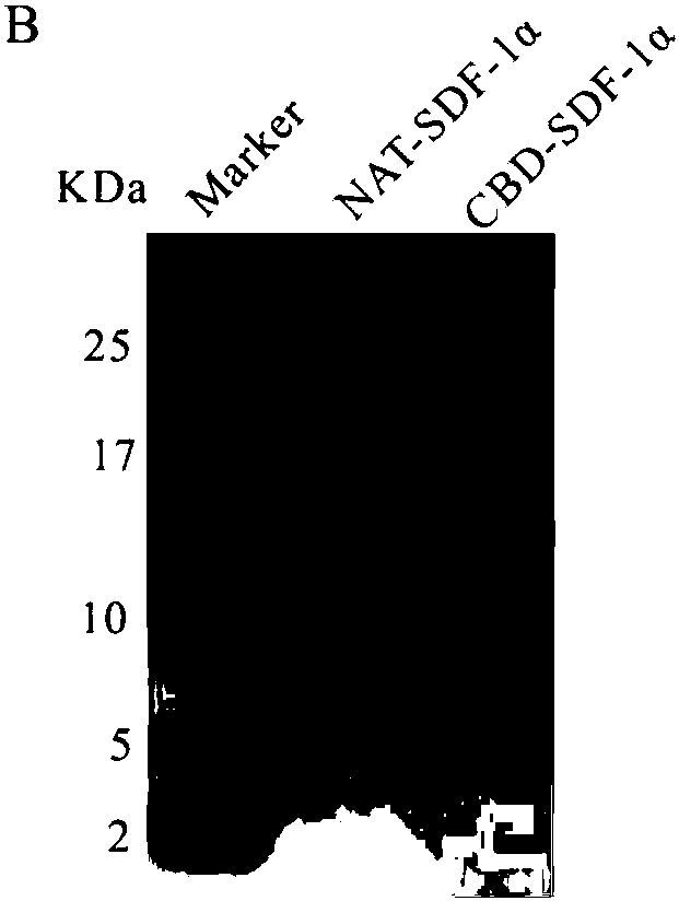 Functionalized nerve regeneration collagen scaffold, preparation method and application thereof