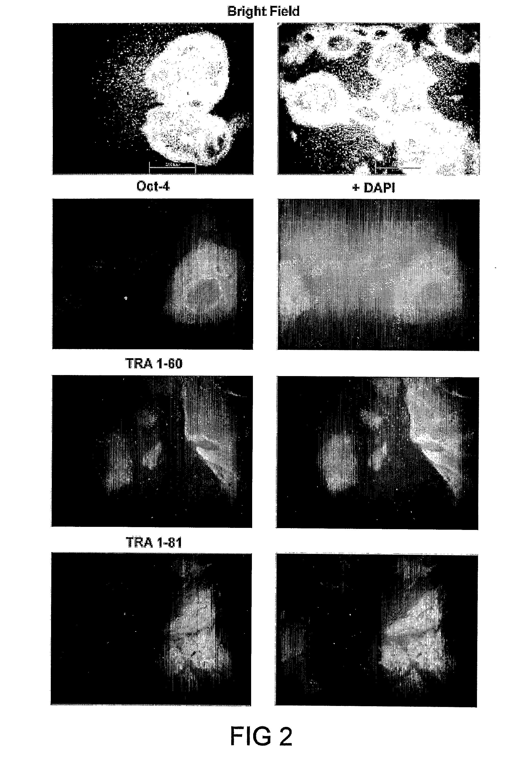 Cell Preservation Method