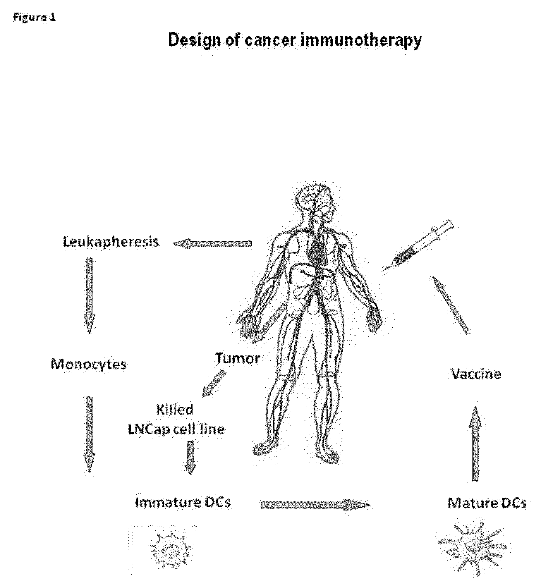 Means And Methods For Active Cellular Immunotherapy Of Cancer By Using Tumor Cells Killed By High Hydrostatic Pressure and Dendritic Cells