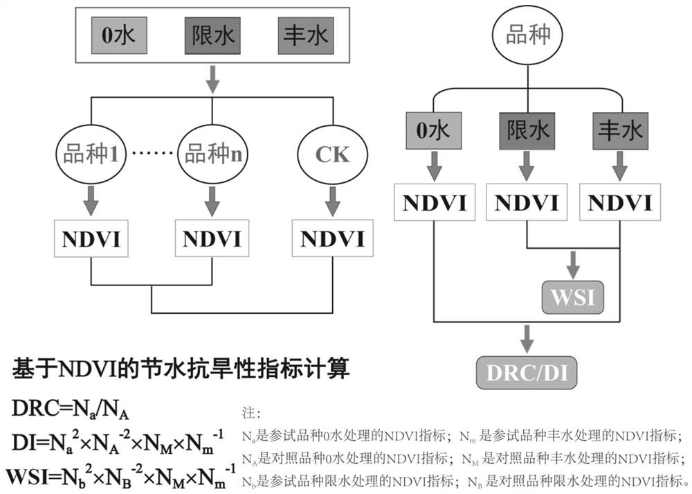 Method for rapidly identifying water-saving drought resistance of wheat