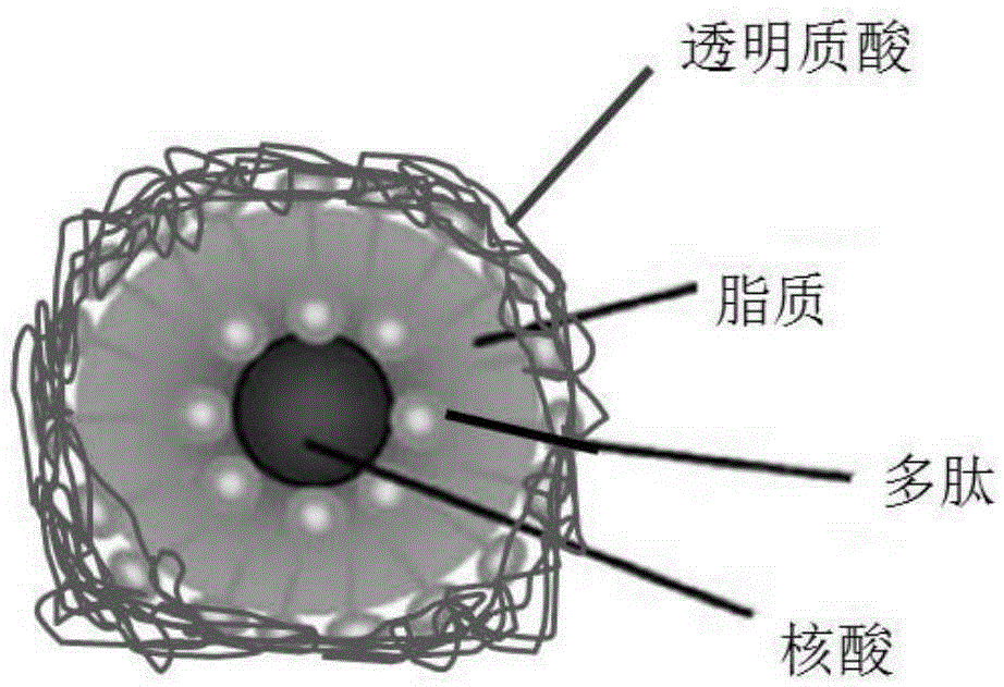 Nano preparation for combined transportation of nucleic acids and polypeptides and preparation method