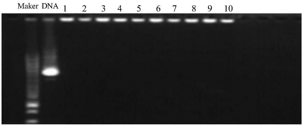 Nano preparation for combined transportation of nucleic acids and polypeptides and preparation method