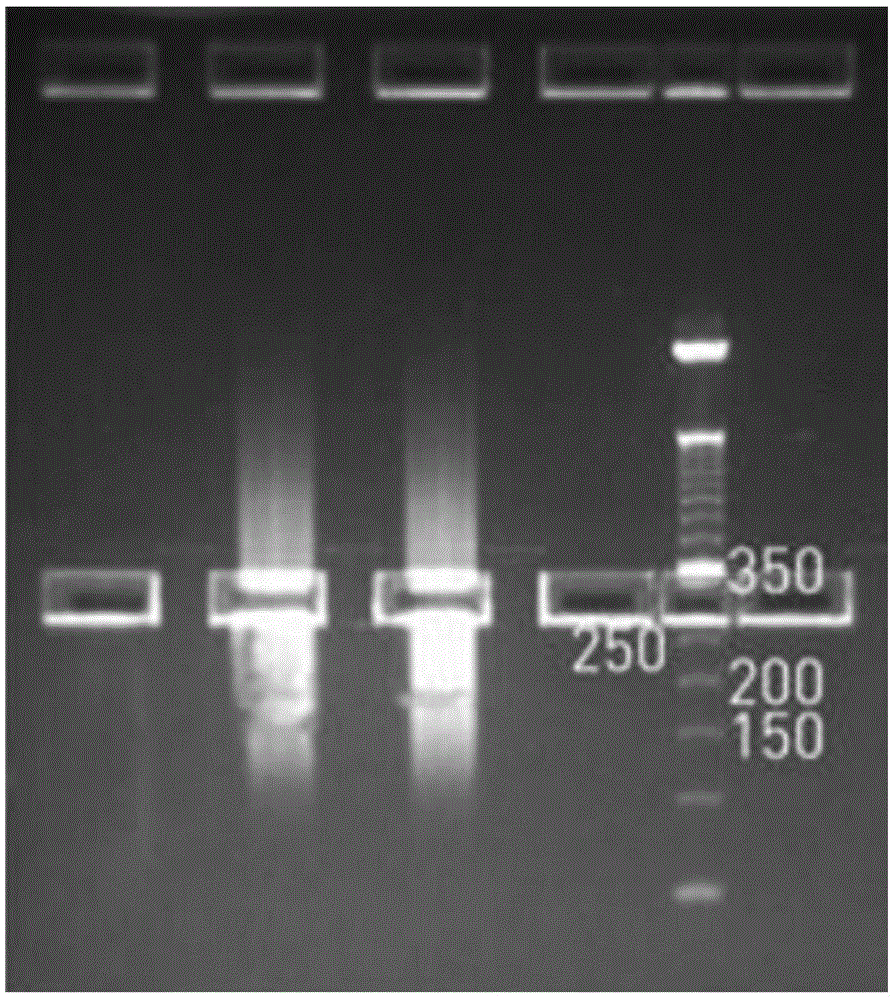 Noninvasive biopsy virus detection method based on high throughput gene sequencing and tagged connector