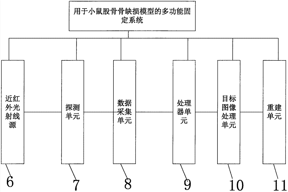 Mouse femur bone defect model and multifunctional fixing system thereof