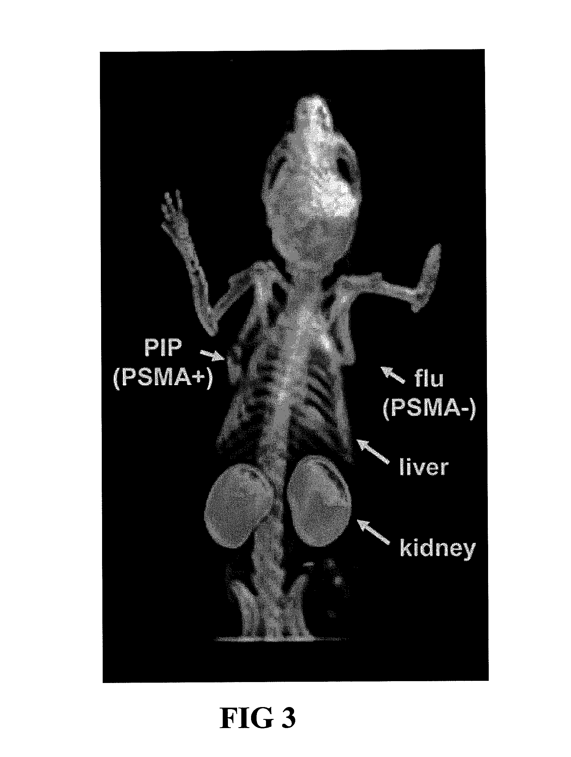 PSMA-binding agents and uses thereof