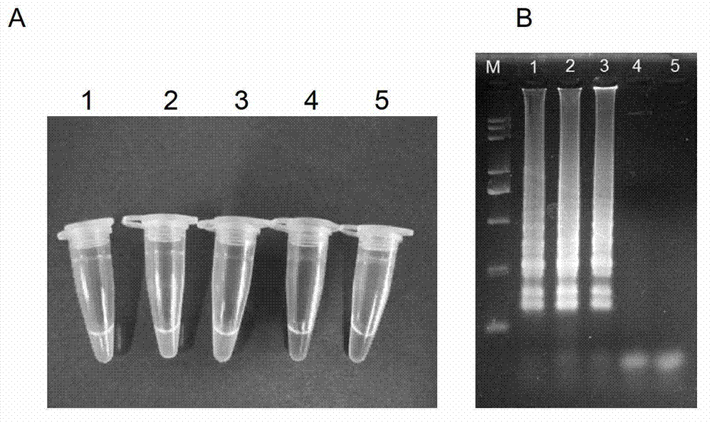 Kit and method for detecting TYLCV (tomato yellow leaf curl virus) carried by tomato seedlings