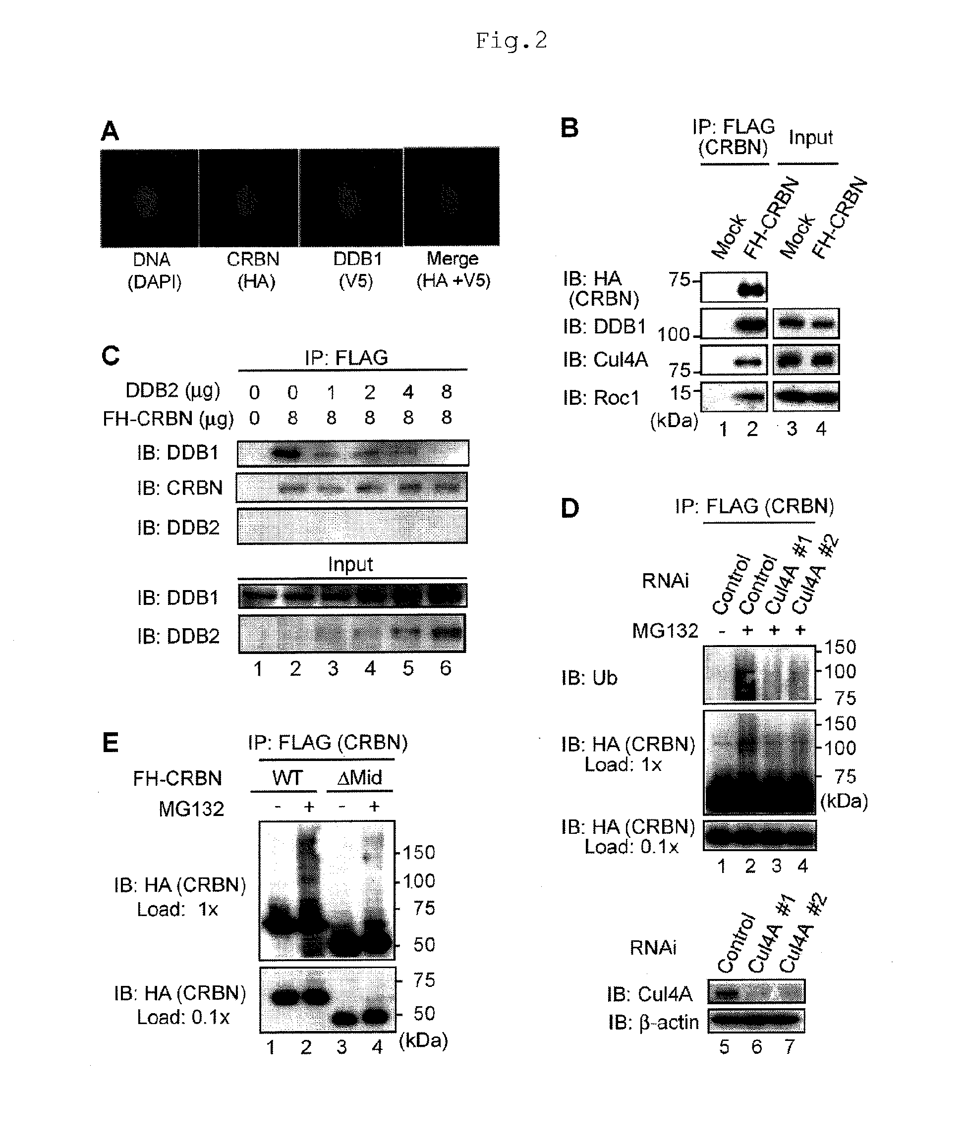 Screening method utilizing thalidomide-targeting factor