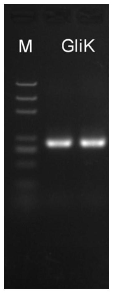 Application of anti-gliotoxin self-protection gene GliK in assisting host cells in resisting gliotoxin