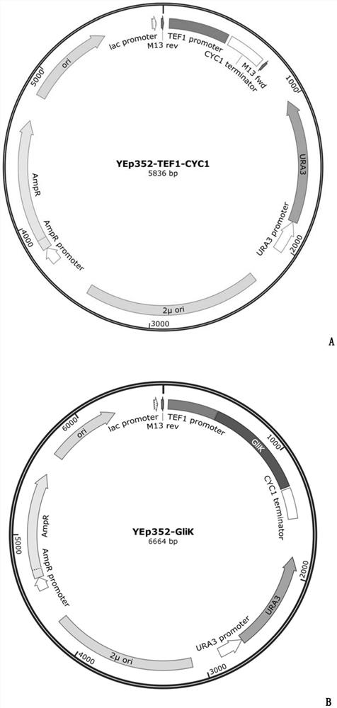 Application of anti-gliotoxin self-protection gene GliK in assisting host cells in resisting gliotoxin