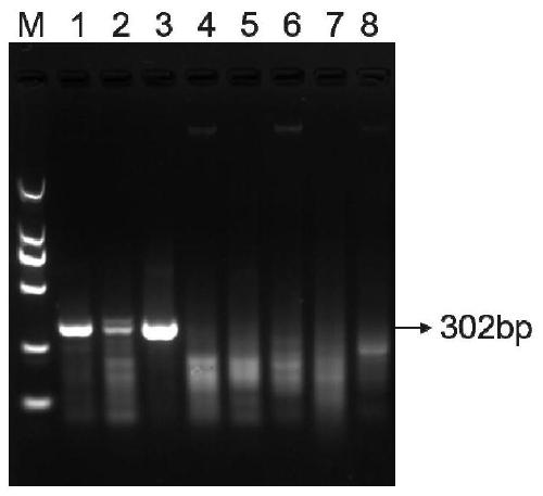 RPA primer, kit, method and system for fast detecting potato black leg diseases (pectobacterium spp.)