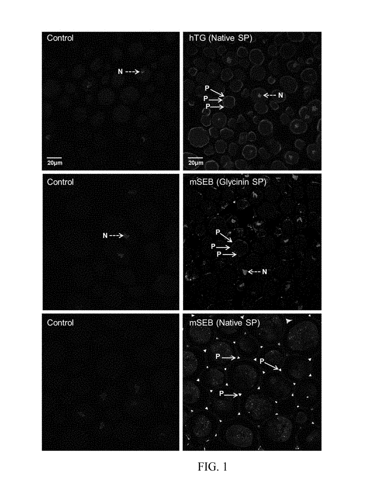 Enzymes Manufactured in Transgenic Soybean for Plant Biomass Engineering and Organopollutant Bioremediation