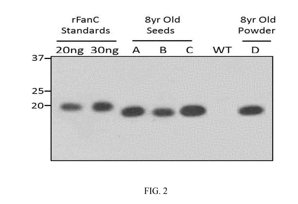 Enzymes Manufactured in Transgenic Soybean for Plant Biomass Engineering and Organopollutant Bioremediation