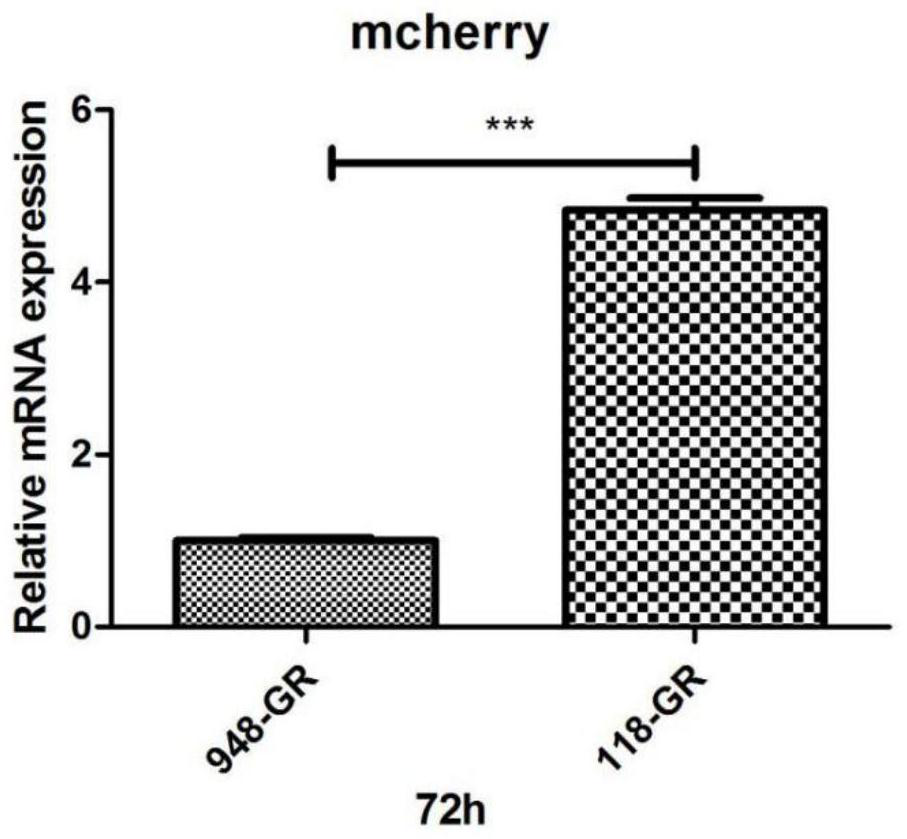 Expression vector, recombinant adeno-associated virus and application of recombinant adeno-associated virus in preparation of novel 2019 coronavirus vaccine