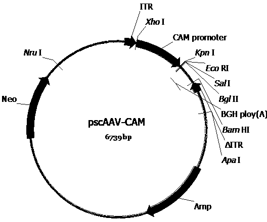 Adeno-associated virus vector carrying C3 gene expression cassette and application thereof