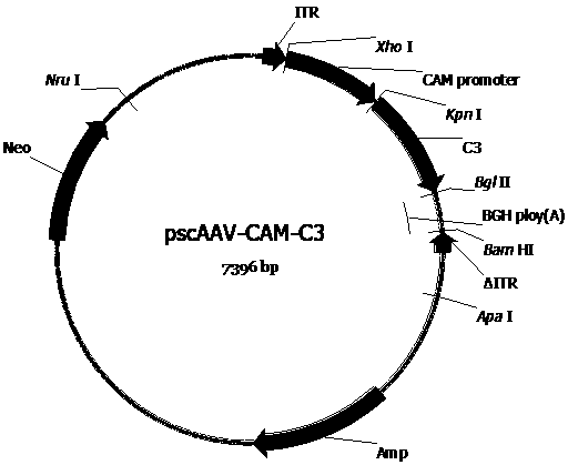 Adeno-associated virus vector carrying C3 gene expression cassette and application thereof