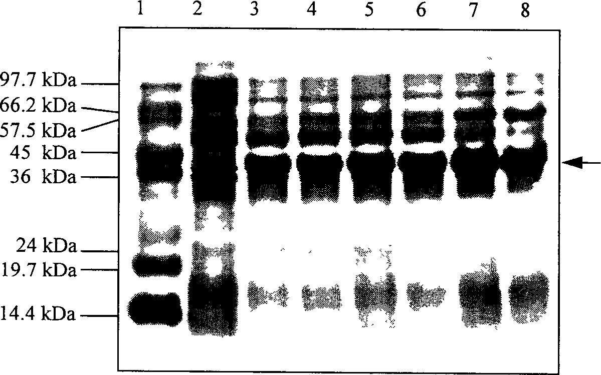 Controlling method for expression system of T7 induced by laevorotary arabinose