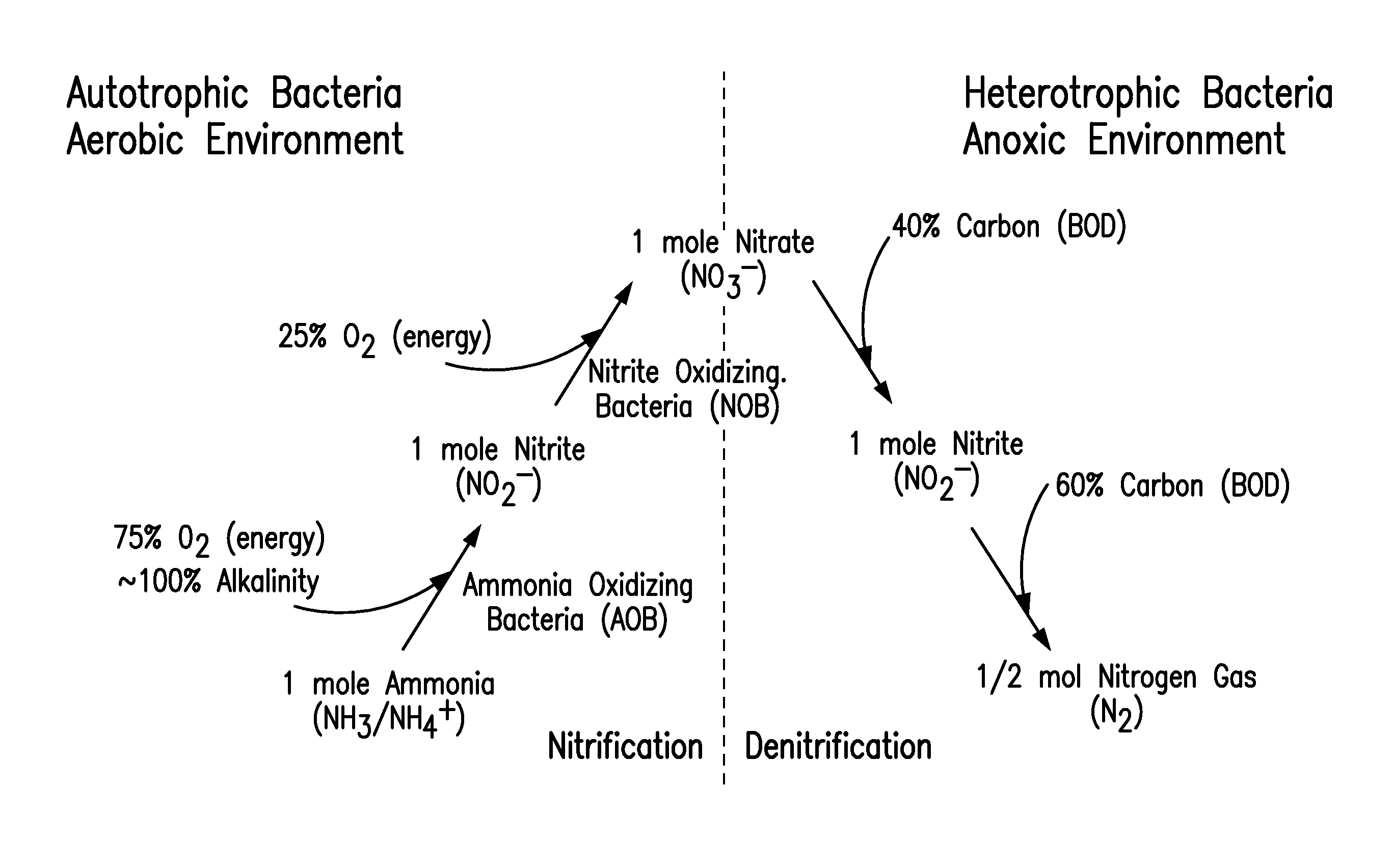 Method and apparatus for maximizing nitrogen removal from wastewater