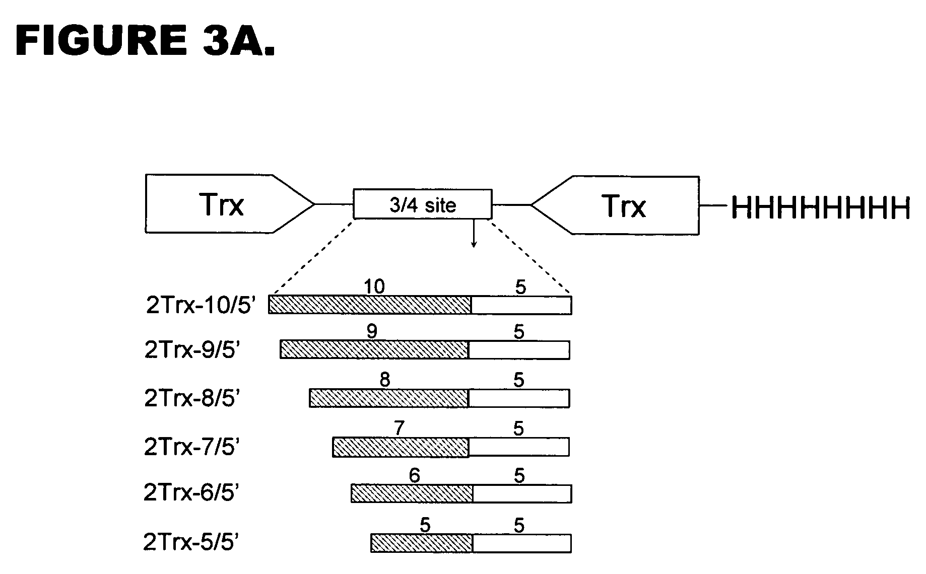 Optimized recognition site of the alphavirus non-structural protease for tag removal and specific processing of recombinant proteins