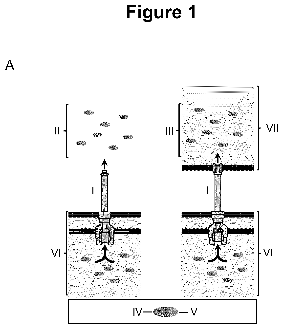 Virulence attenuated bacteria based protein delivery