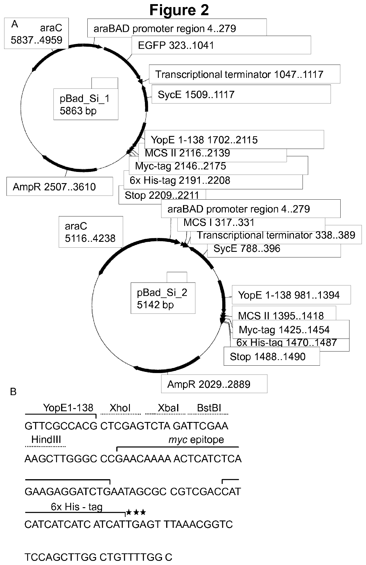 Virulence attenuated bacteria based protein delivery