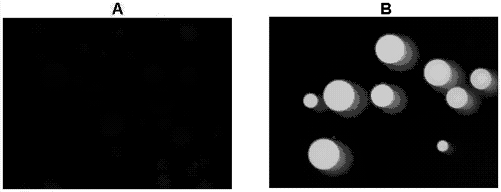 A sequence that can be modified by 4' phosphopantethein and its method for immobilizing proteins