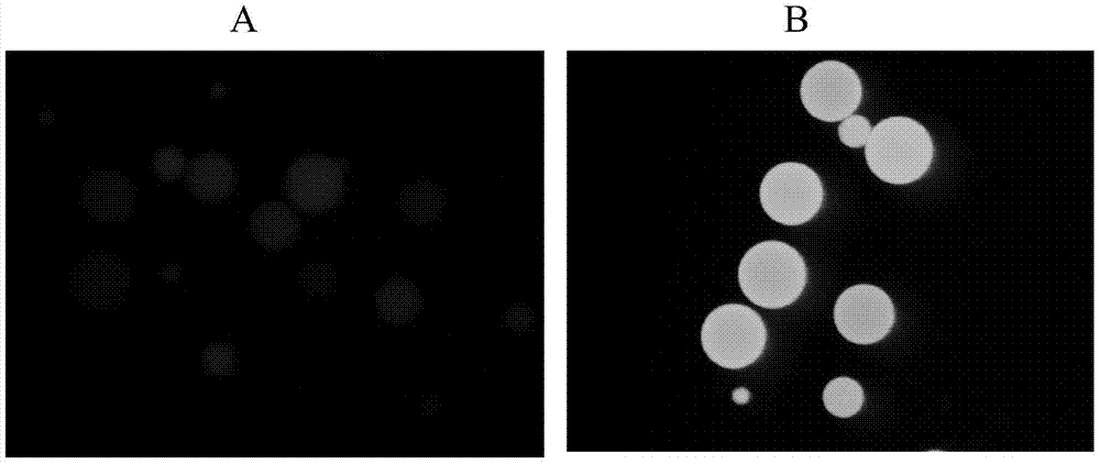 A sequence that can be modified by 4' phosphopantethein and its method for immobilizing proteins