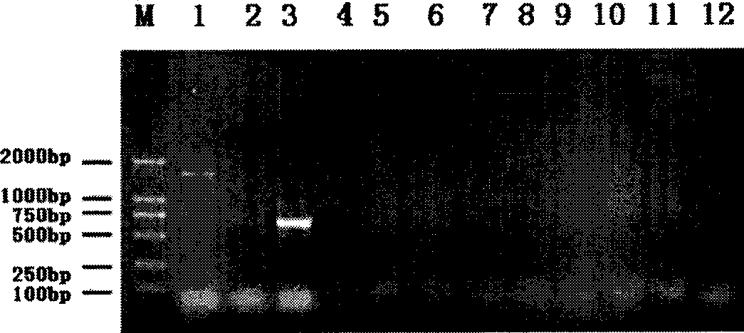 Cyp7lav1 gene promoter