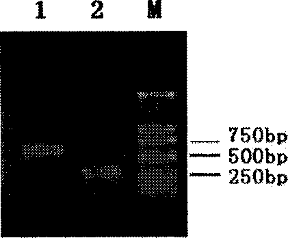 Cyp7lav1 gene promoter