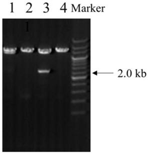 Application of long chain non-coded RNA-NKILA in bone tissue damage repair