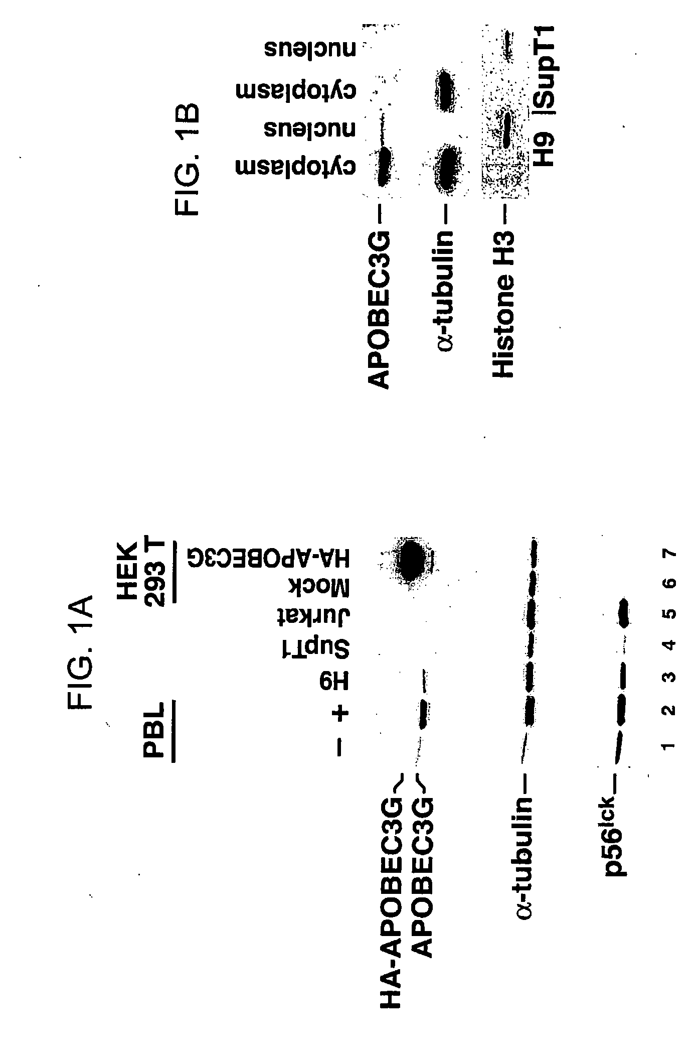 Methods for treating lentivirus infections