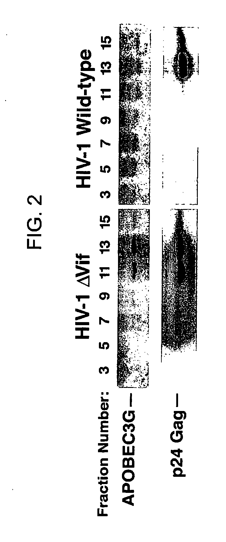 Methods for treating lentivirus infections