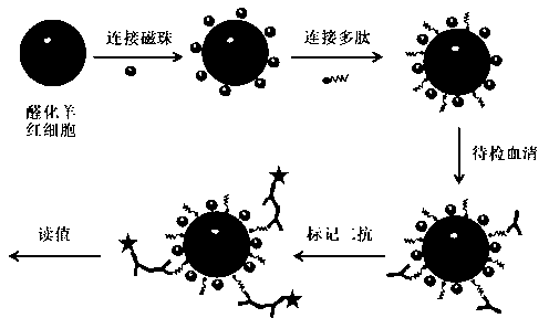 Novel Miltenberger blood group antibody detecting method