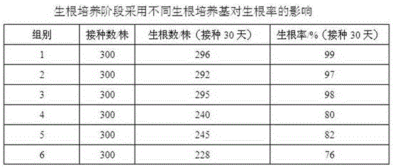 Efficient tissue culture and rapid propagation technology for seedlings of bletilla striata